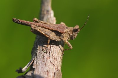 Pygmy Grasshopper 1 IMG_1942 wk1.jpg