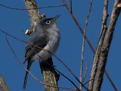 g4/54/456454/3/59364959.wUnknownBird1.jpg