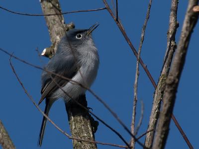 Blue-gray Gnatcatcher