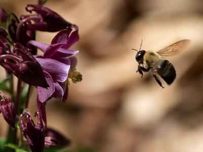 Bumble Bee  Columbine1