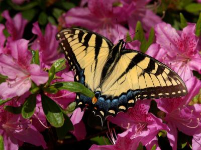 Eastern Tiger Swallowtail1a