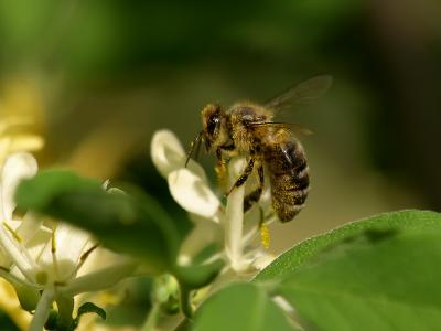 Honey Bee1