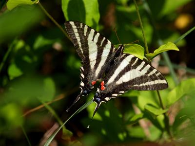 Zebra Swallowtail1