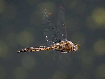 Dragonfly Flying1