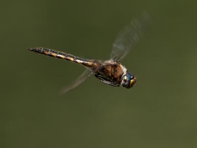 Dragonfly Flying2