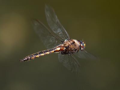 Dragonfly Flying3