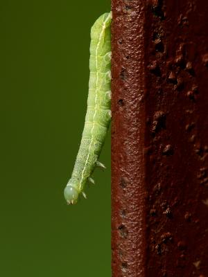 Caterpiller on Red Post
