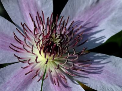 wClematis1.jpg