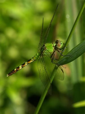 Eastern Pondhawk E500