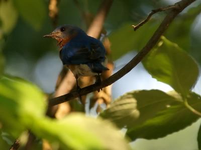 wBlue Bird in Tree.jpg