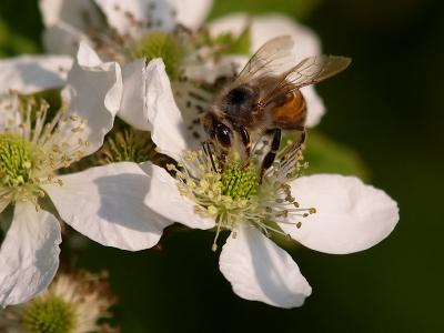 Honey Bee1