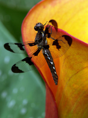 Dragonfly on Cala Lily1