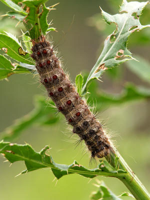 Caterpillar1