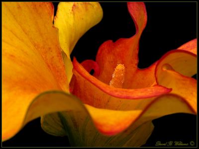 Mutated Cala Lily7 Framed