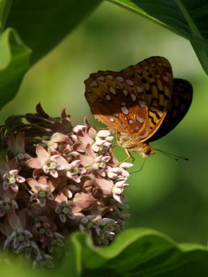 Great Spangled Fritillary Butterfly1