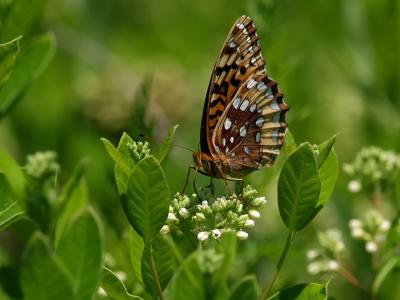 Great Spangled Fritillary Butterfly2