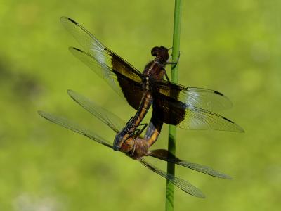 Widow Skimmers Mating1