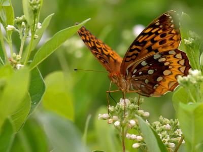 Great Spangled Fritillary Butterfly3