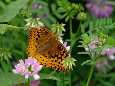 Great Spangled Fritillary Butterfly4