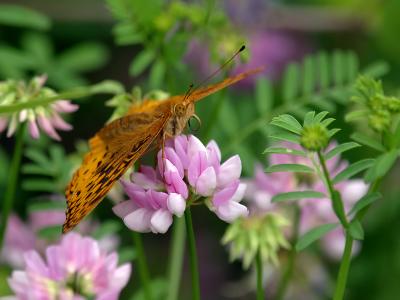 Great Spangled Fritillary Butterfly5