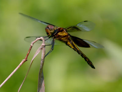 Dragonfly01