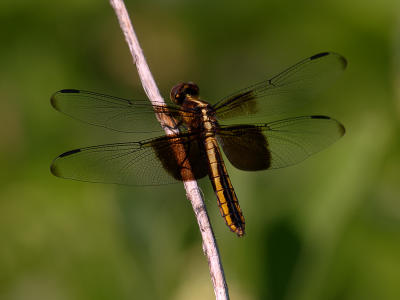 BH Dragonfly4