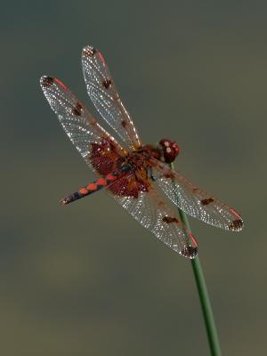 Calico Pennant1