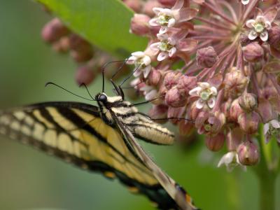 Eastern Tiger Swallowtail2