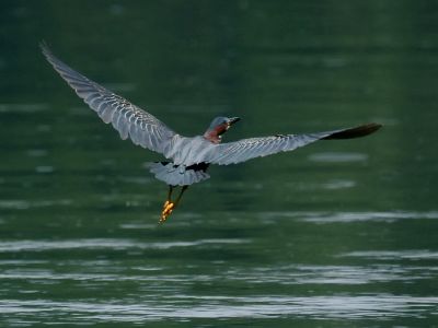 wGreen Heron in Flight.jpg