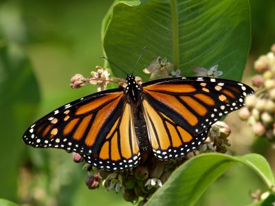 Monarch Butterfly1