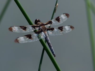 Twelve Spot Dragonfly