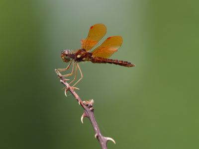 Amber Wing on Thorns