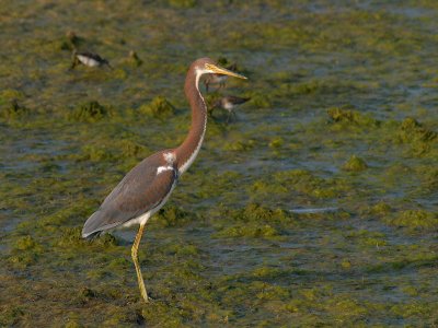 Tri-Colored Heron