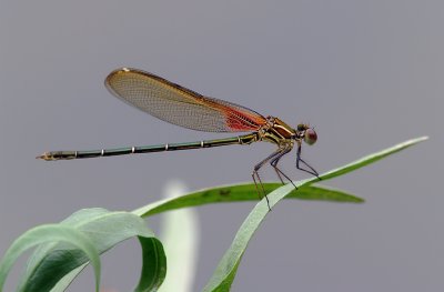 A Delicate Touch (damselfly)