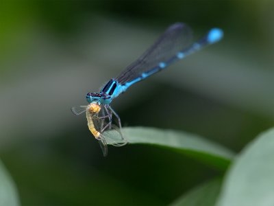 Bluet Damselfly with Catch