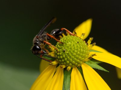 Wasp on Coneflower1