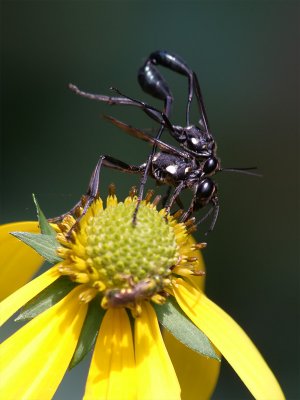 Sphecid Wasps Mating1