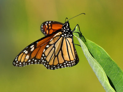 Monarch on Milkweed Leaf1