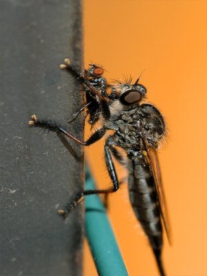 Robberfly2 w-500D