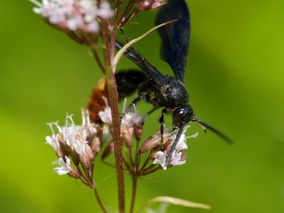 Wasp on Flowers1