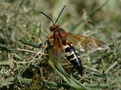 Cicada Killer1