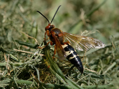 Cicada Killer2