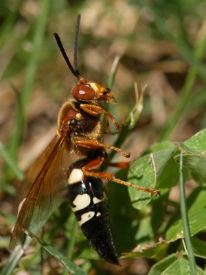 Cicada Killer3
