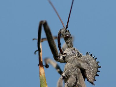 Assassin Bug on Blue Sky