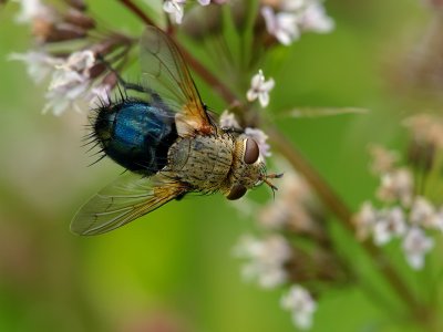 Tachinid Fly1