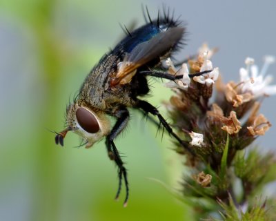 Tachinid Fly2
