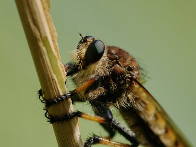 Robberfly large