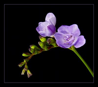 g4/54/472754/3/52362248.freesia.jpg