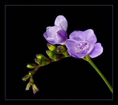 Freesia