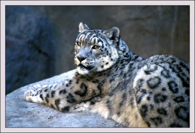 Snow Leopard (still just a Cat :)